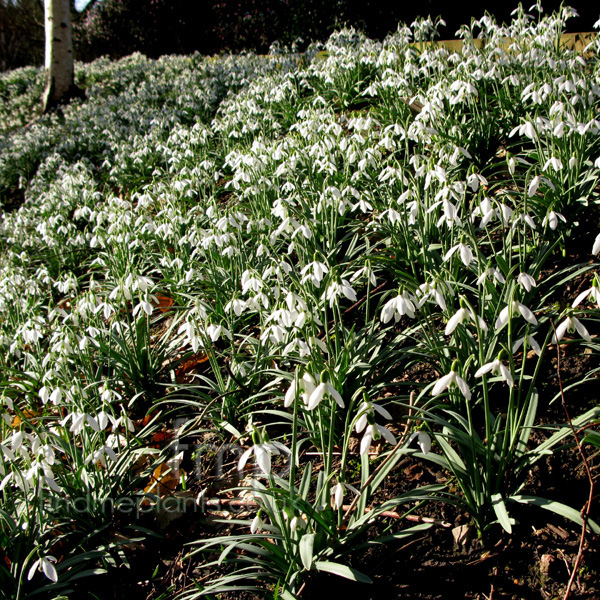 Big Photo of Galanthus Nivalis