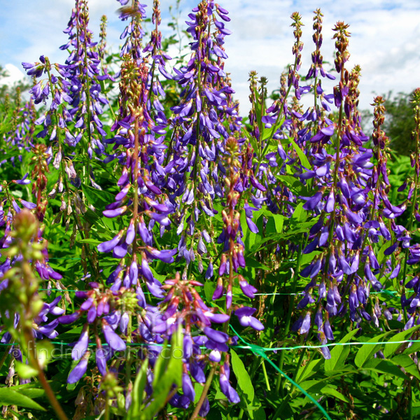 Big Photo of Galega Orientalis, Flower Close-up