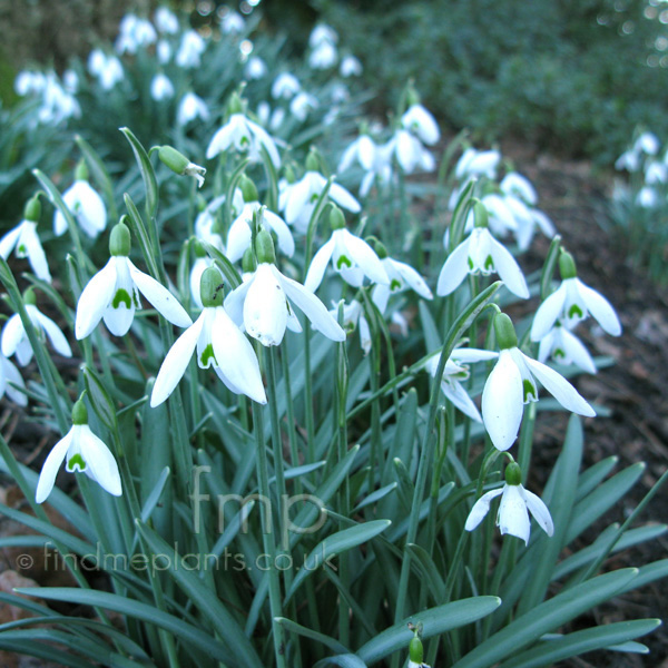 Big Photo of Galanthus Nivalis