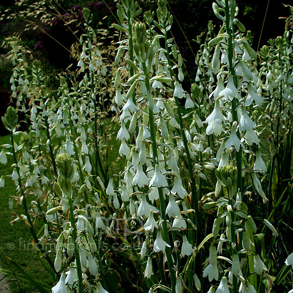 Big Photo of Galtonia Candicans