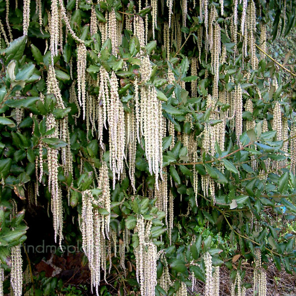 Big Photo of Garrya Elliptica