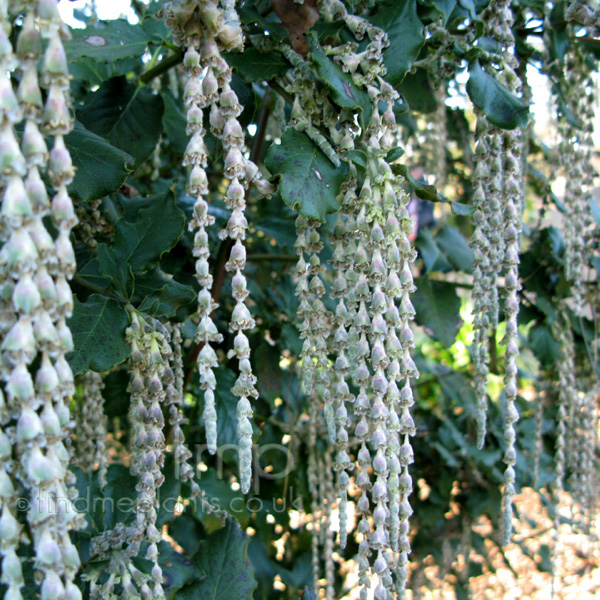 Big Photo of Garrya Elliptica