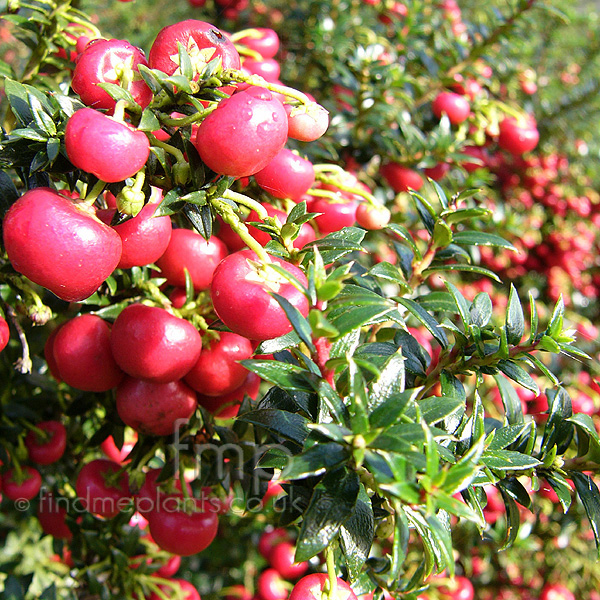 Big Photo of Gaultheria Micronata