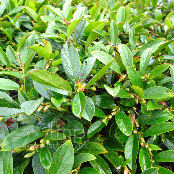 Big Photo of Gaultheria Hookeri