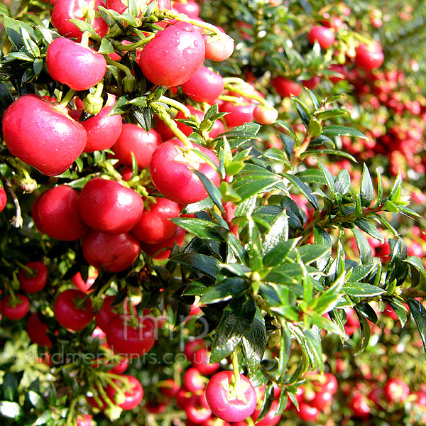 Big Photo of Gaultheria Micronata