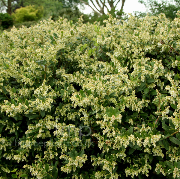 Big Photo of Gaultheria X Wisleyensis