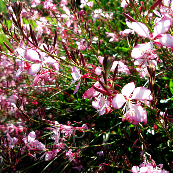 Big Photo of Gaura Lindheimeri