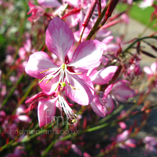 Big Photo of Gaura Lindheimeri, Flower Close-up