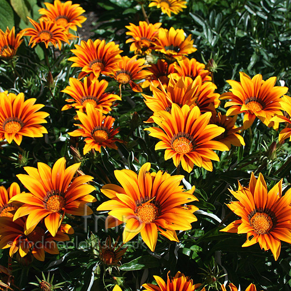 Big Photo of Gazania 