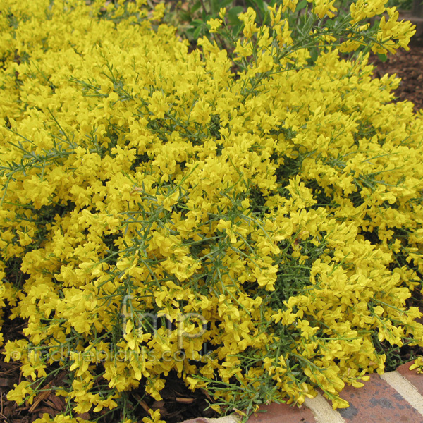 Big Photo of Genista Lydia