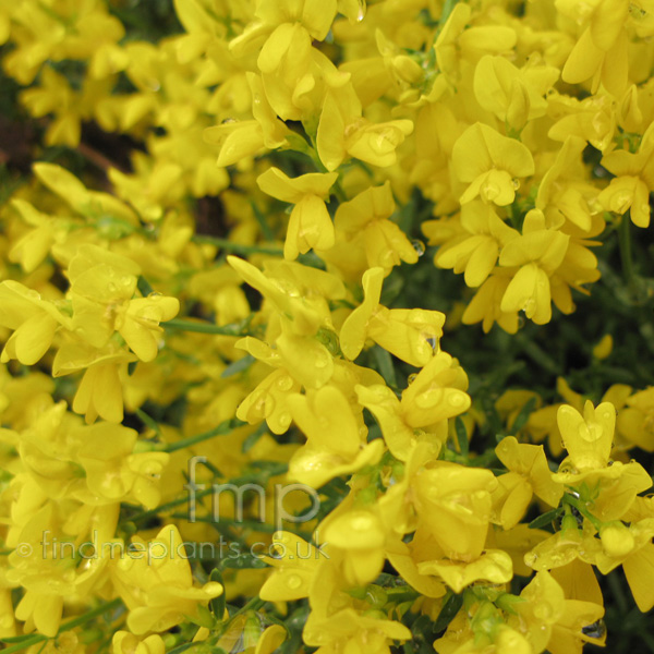 Big Photo of Genista Lydia, Flower Close-up