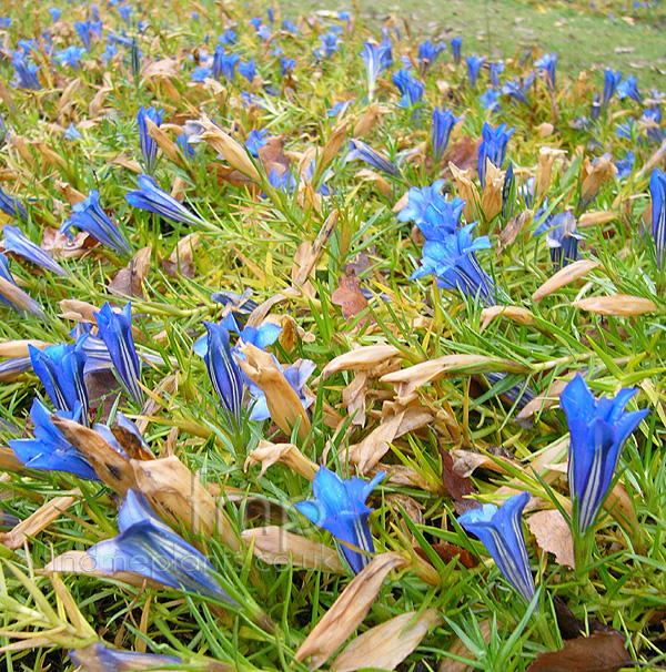 Big Photo of Gentiana X Stevenagensis