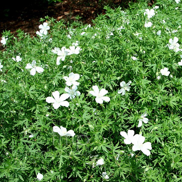 Big Photo of Geranium Sylvaticum