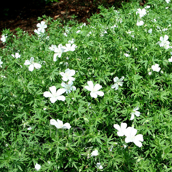 Big Photo of Geranium Sylvaticum