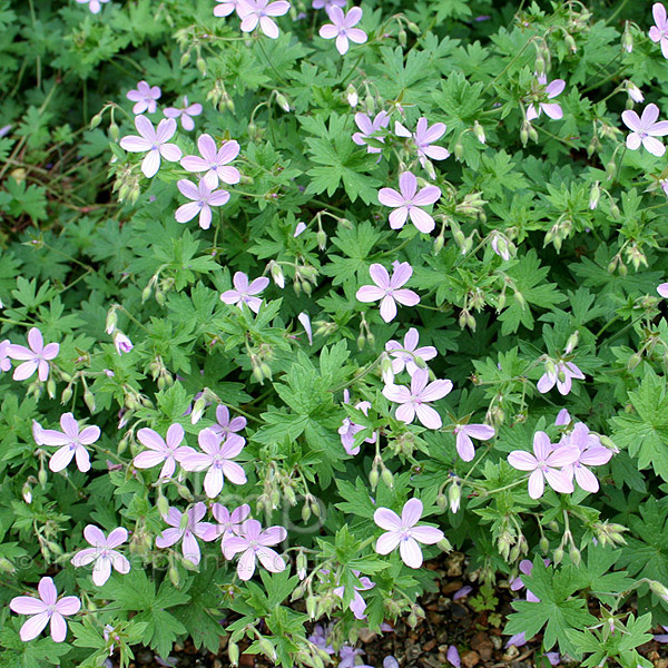 Big Photo of Geranium Asphodeloides