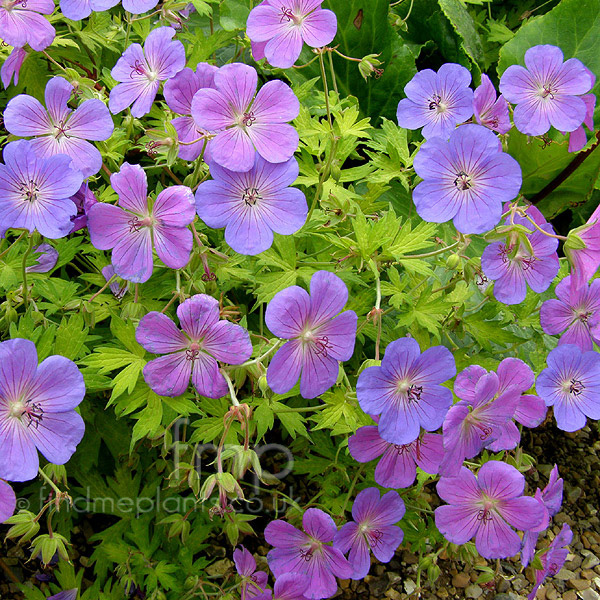 Big Photo of Geranium 
