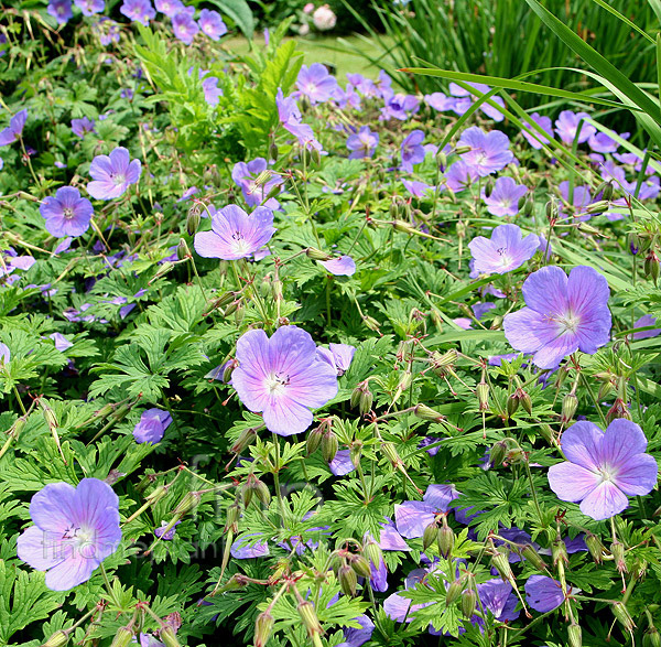 Big Photo of Geranium Himalayense