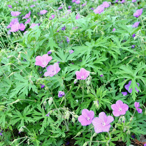 Big Photo of Geranium Clarkei