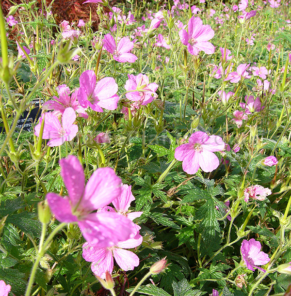 Big Photo of Geranium Macrorrhizum