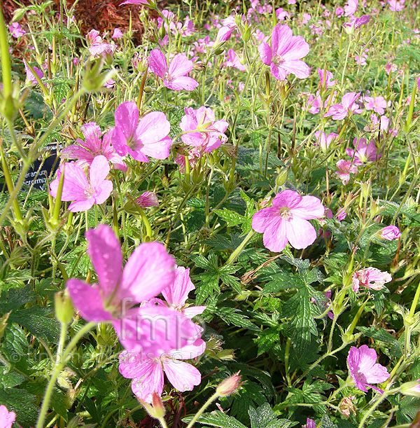 Big Photo of Geranium Macrorrhizum