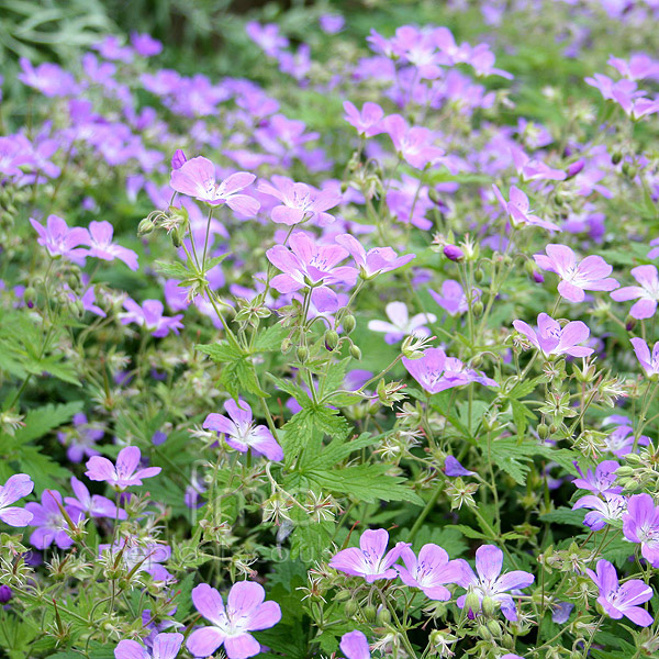 Big Photo of Geranium Sylvaticum