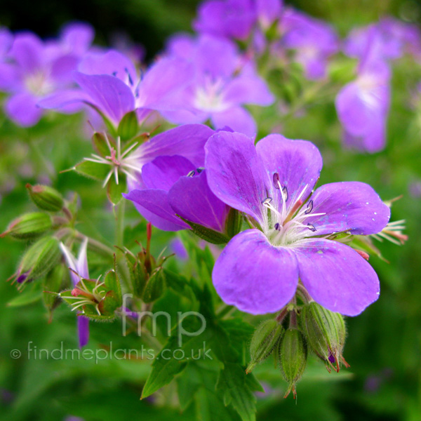 Big Photo of Geranium 