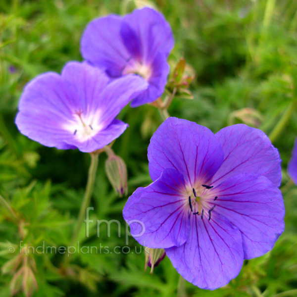 A Big Photo of Geranium , Flower Closeup from FindMePlants