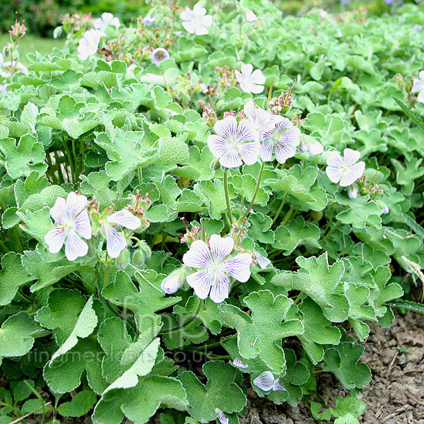 Big Photo of Geranium Renardii