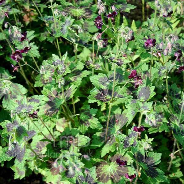 Big Photo of Geranium Phaeum