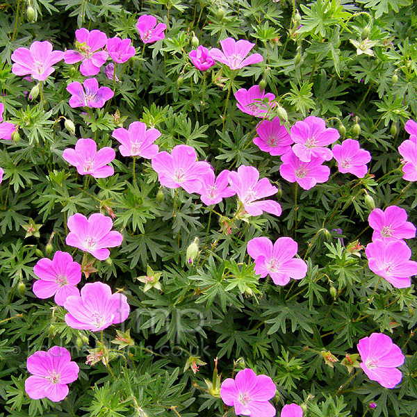 Big Photo of Geranium Sanguineum