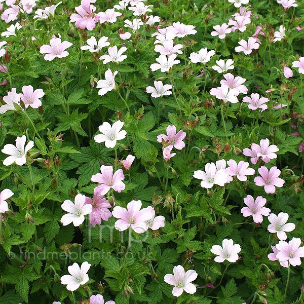 Big Photo of Geranium Endressii