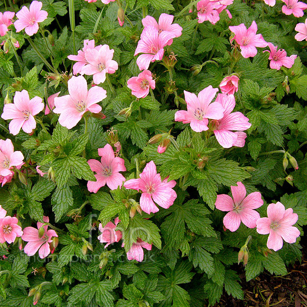 Big Photo of Geranium X Oxonianum