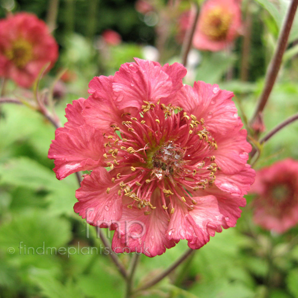 Big Photo of Geum , Flower Close-up