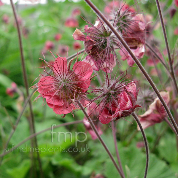 Big Photo of Geum Rivale