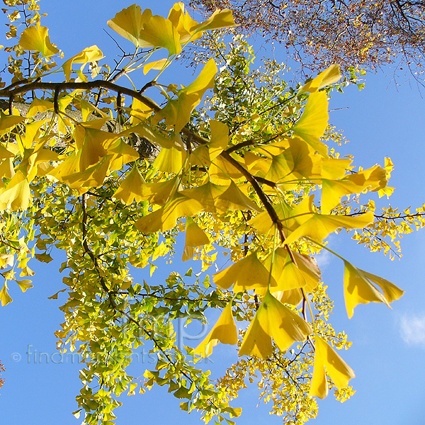 Big Photo of Ginkgo Biloba