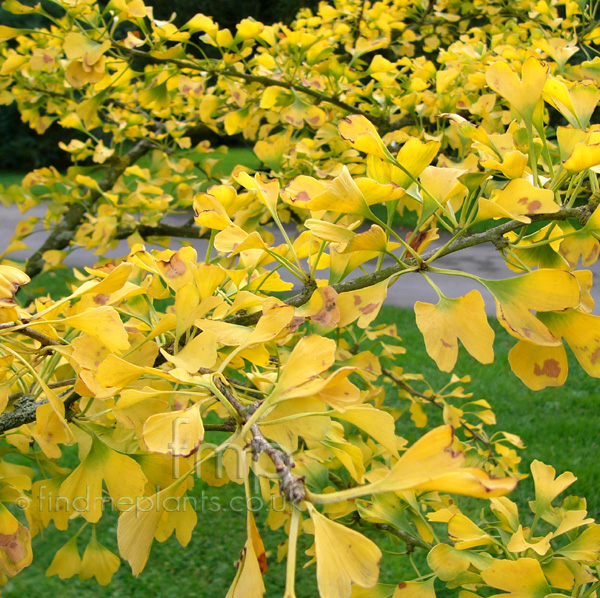 Big Photo of Ginkgo Biloba