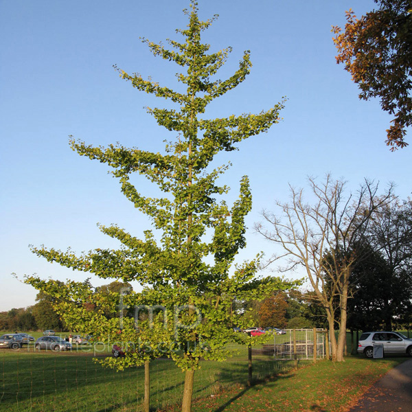 Big Photo of Ginkgo Biloba