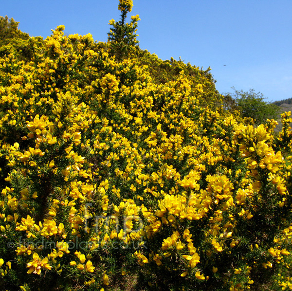 Big Photo of Ulex Europaeus