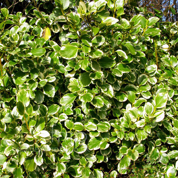 Big Photo of Griselinia  Littoralis 
