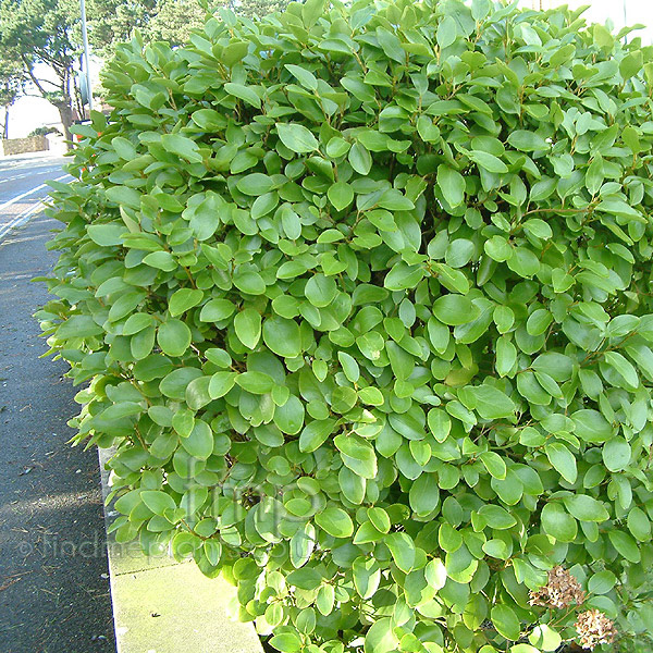 Big Photo of Griselinia Littoralis