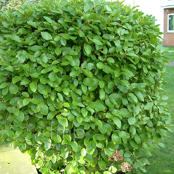 Big Photo of Griselinia Littoralis