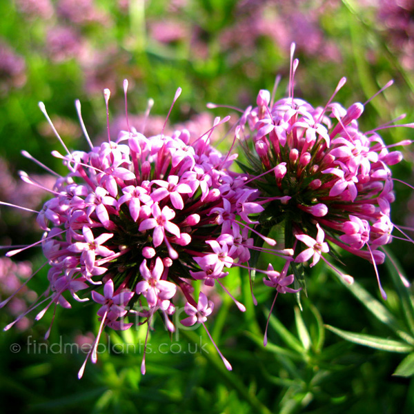 Big Photo of Grucianelle Stylosa, Flower Close-up