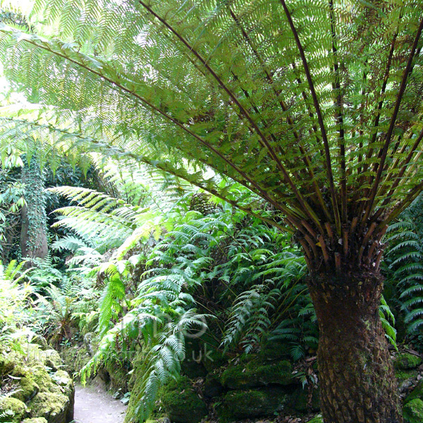 Big Photo of Dickinsonia Antarctica