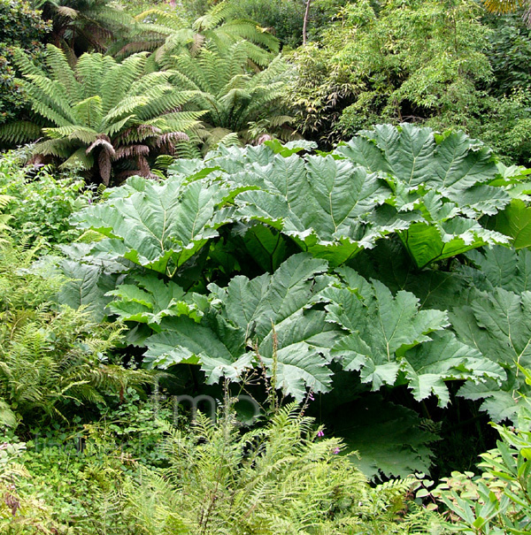 Big Photo of Gunnera Manicata