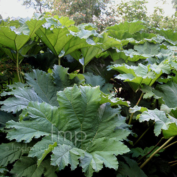 Big Photo of Gunnera Manicata