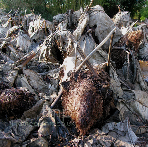 Big Photo of Gunnera Manicata