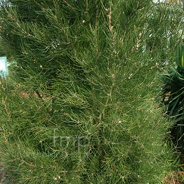 Big Photo of Hakea Sericea