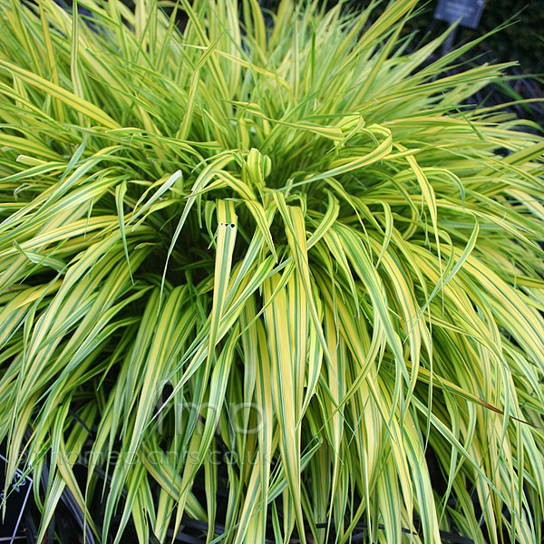 Big Photo of Hakonechloa Macra