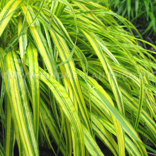 Big Photo of Hakonechloa Macra, Leaf Close-up