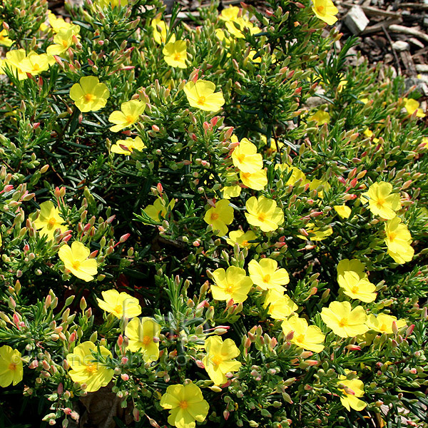 Big Photo of Halimium Calycinum